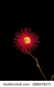 Red Flowering Gum Isolated On Black Background.