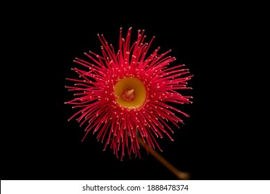 Red Flowering Gum Isolated On Black Background.