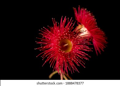 Red Flowering Gum Isolated On Black Background.