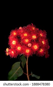 Red Flowering Gum Isolated On Black Background.