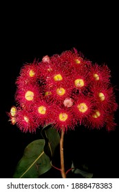 Red Flowering Gum Isolated On Black Background.