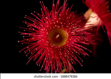 Red Flowering Gum Isolated On Black Background.