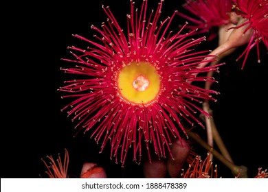 Red Flowering Gum Isolated On Black Background.