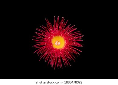 Red Flowering Gum Isolated On Black Background.