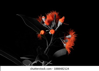 Red Flowering Gum Selective Colour Effect Isolated On Black Background