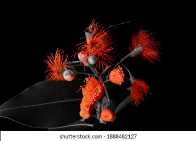 Red Flowering Gum Selective Colour Effect Isolated On Black Background