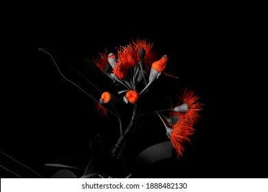 Red Flowering Gum Selective Colour Effect Isolated On Black Background