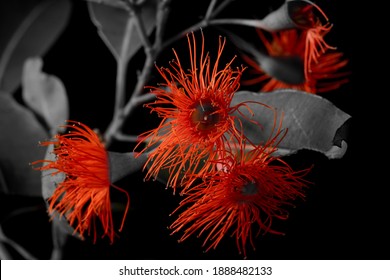 Red Flowering Gum Selective Colour Effect Isolated On Black Background