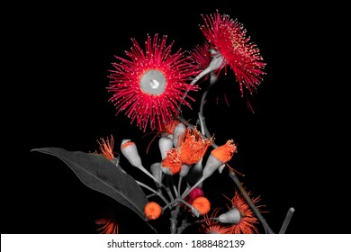 Red Flowering Gum Selective Colour Effect Isolated On Black Background