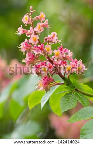 Red flowering Horsechestnut