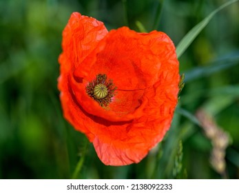 Red flowering poppy close up in a green field - Shutterstock ID 2138092233