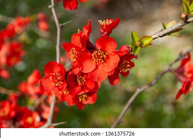Red Flowering Quince Chaenomeles nicoline Growing in a Japanese Garden