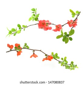 Red Flowering Quince Isolated On White