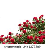 Red flowering rose bush as frame border isolated on white  with clipping path included, suitable for graphic projects