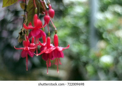 red flowers