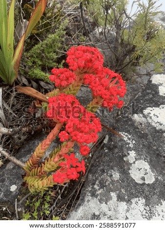 Red flowers along the path of Table Mountain