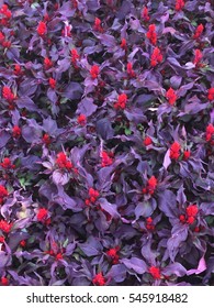 red flowers background