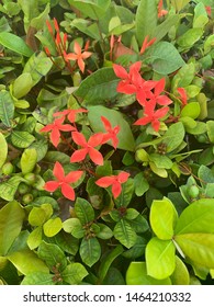 Red Flowers Blooming On South Beach Miami Board Walk