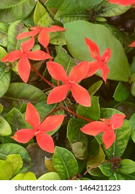 Red Flowers Blooming On South Beach Miami Board Walk