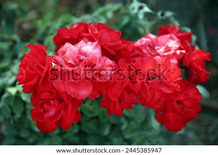 Red flowers. Blooming rose bush, buds, botany, flora. Flowering rose bush in the park of Israel. Red scarlet spring bouquet