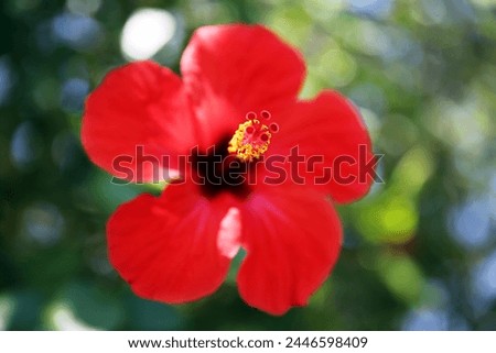 Red flowers. Blooming rose bush, buds, botany, flora. Flowering rose bush in the park of Israel. Red scarlet spring bouquet. Nature, palm trees, summer
