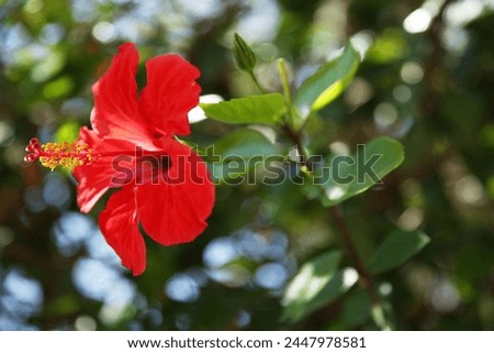 Red flowers. Blooming rose bush, buds, botany, flora. Flowering rose bush in the park of Israel. Red scarlet spring bouquet. Nature, palm trees, summer