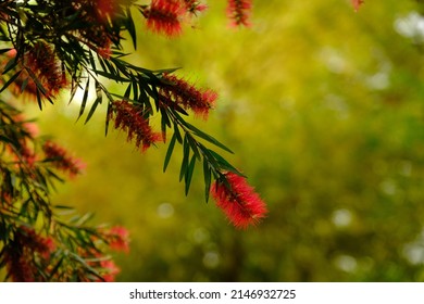 Red flowers of Bottle Brush Plant ( Callistemon, Melaleuca flammea)  with bokeh background