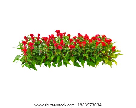 Red Flowers bush tree isolated on white background,Objects with Clipping Paths
