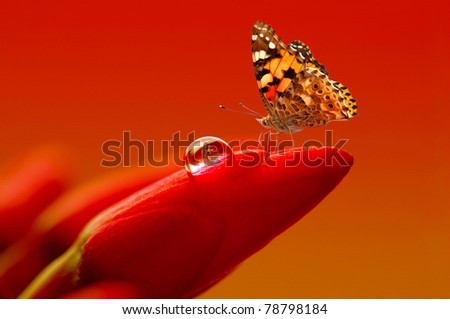 red flowers and butterfly