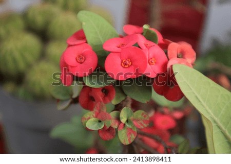 Red Flowers, Cactus Flowers, Beautyfull Flowers, Aromatic Flowers. 