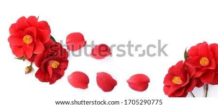 red flowers of camellia isolated on a white background. banner size