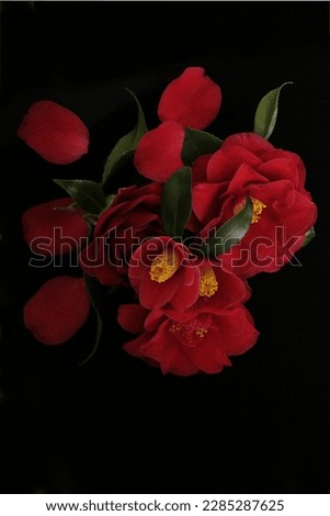 red flowers of camellia on a black background