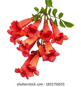 Red flowers of Campsis, radicans grandiflora (trumpet creeper vine) climbing blooming liana plant, isolated on white background