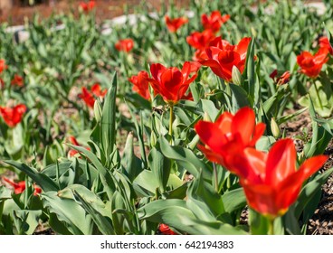 Red Flowers Centennial Lakes Park Edina, Minnesota