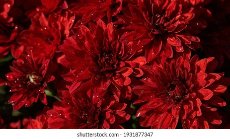 Red flowers of Chrysanthemum in full bloom. Flowers of red Chrysanthemum. Floral background. Beautiful large drops of morning dew. Autumn wallpaper of Chrysanthemum flowers. Autumn still life. Summer