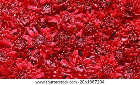 Red flowers of Chrysanthemum in full bloom. Flowers of red chrysanthemum. Floral background. Beautiful large drops of morning dew. Autumn wallpaper of chrysanthemum flowers. Autumn still life. Summer