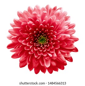 red  flowers  chrysanthemum. white  isolated background with clipping path. Closeup no shadows. For design. Nature. 