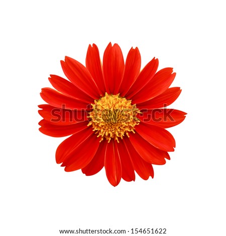 Red flowers , clipping path included