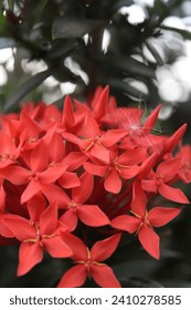 Red flowers in the garden: A vibrant image of red flowers blooming in a garden. Suitable for nature-themed designs, gardening articles, or spring summer promotions