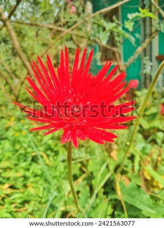 red flowers, gerbera flowers | red gerbera flowers | beautiful sunflowers, gerbera, flowers