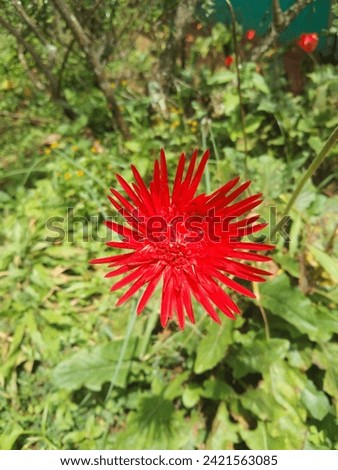 red flowers, gerbera flowers | red gerbera flowers | beautiful sunflowers, gerbera, flowers