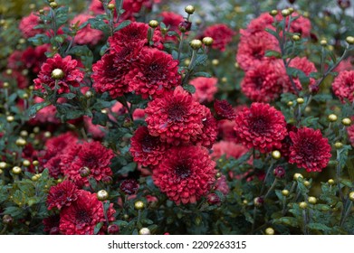 Red Flowers In Green Field