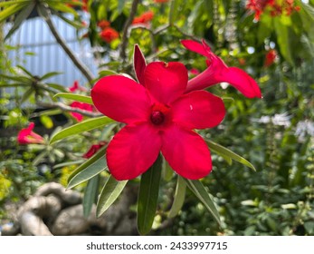 Red flowers, green leaves in the garden - Powered by Shutterstock