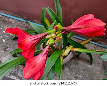 Red Flowers With Green Leaves Give A Fresh Boost To A Working Day In Bangkok.