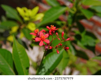 red flowers of the Jatropha integerrima or ( Peregrina, Bunga Batavia, Spicy Jatropha, Shanghai Beauty, Cotton-leafed Jatropha, Jarak, Rose-Flowered Jatropha, 琴叶珊瑚, 日日樱 )