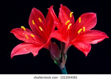 Red Flowers Of Kaffir Lily