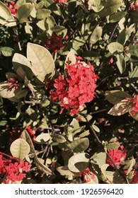 Red Flowers With Light Sepia Filter