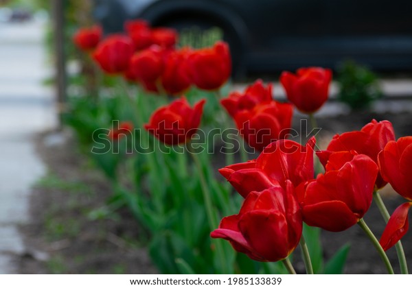 Red flowers in a line on a front front\
lawn. SUV car vehicle in background dark gray blue teal color.\
Flowers in garden in urban city\
neighborhood.