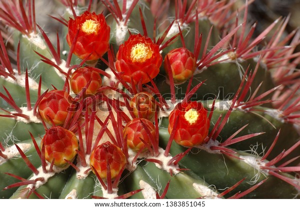 Red flowers of
Mexican Fire Barrel Cactus