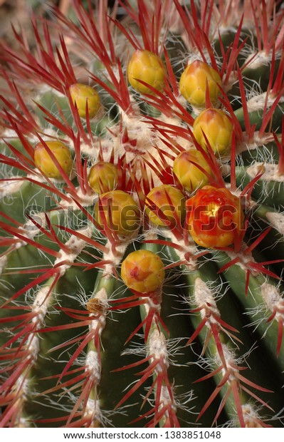 Red flowers of\
Mexican Fire Barrel Cactus
